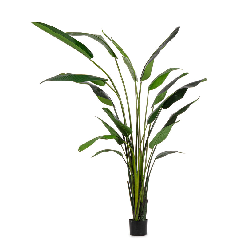 Bizzotto Τεχνητό Φυτό Στερλίτζια Πράσινο με ύψος 310εκ. 0172960