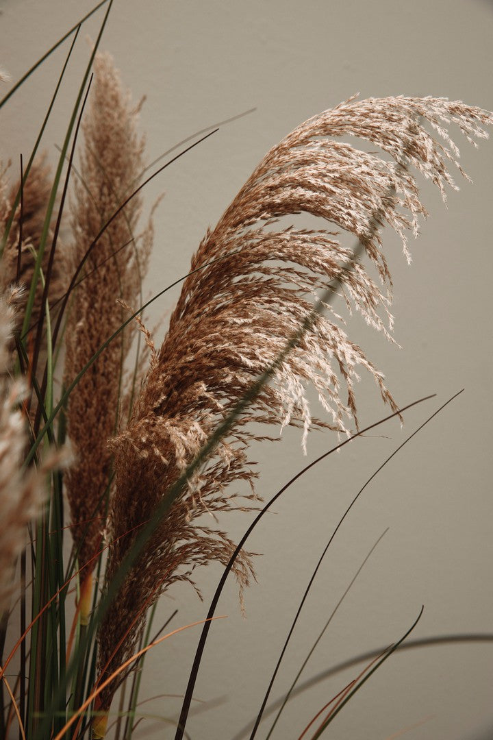 Bizzotto Διακοσμητικό Κλαδί Pampas Gynerium 22.8x100h 0173028