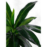 Bizzotto Τεχνητό Φυτό Δράκαινα Σε Γλάστρα Ø40x65 Κωδικός: 0172728