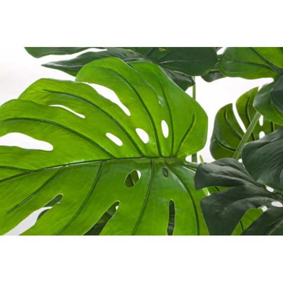 ΦΥΤΟ ΜΕ ΚΑΣΠΩ ΦΙΛΟΔΕΝΤΡΟ 60ΕΚ.