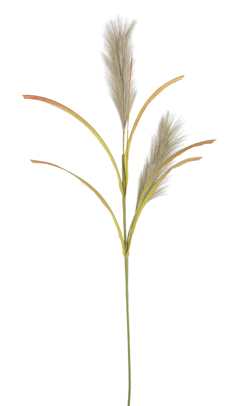 ΦΥΤΟ ΚΛΑΔΙ KHALI PAMPAS ΠΡΑΣΙΝΟ