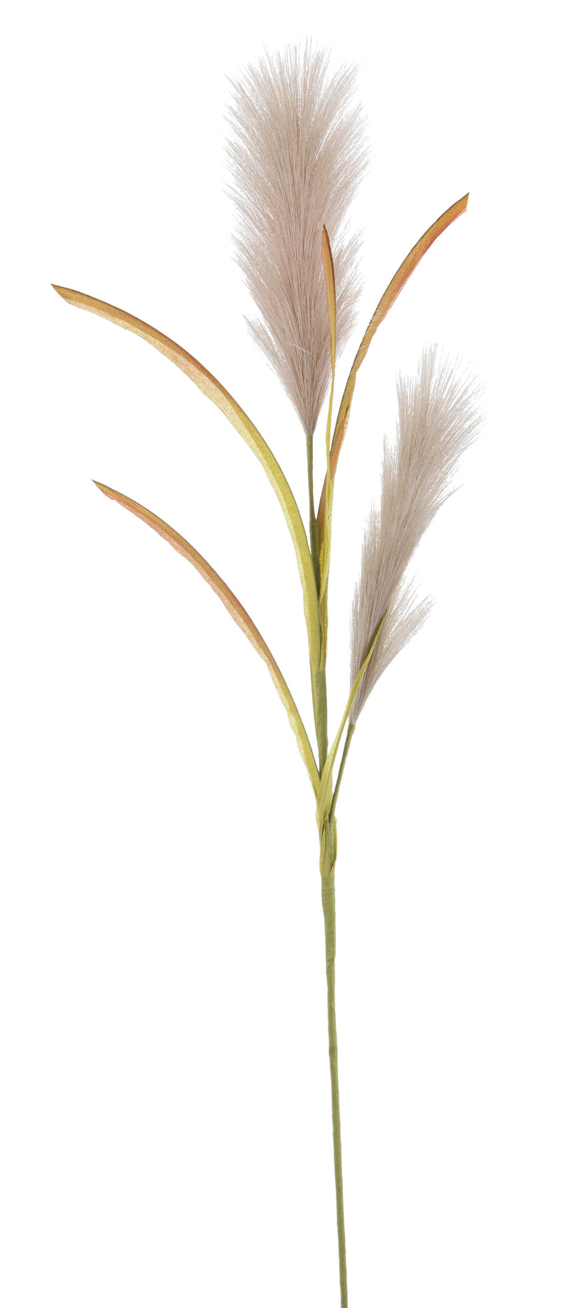 ΦΥΤΟ ΚΛΑΔΙ KHALI PAMPAS ΜΠΕΖ