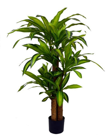 PIANTA DRACAENA C-VASO H130 0172964