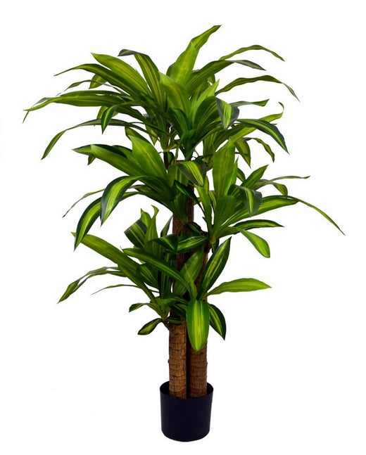 PIANTA DRACAENA C-VASO H130 0172964